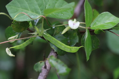 Vigna unguiculata subsp. unguiculata